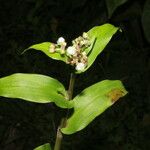 Tripogandra serrulata Blomst