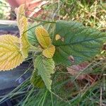 Viburnum lantana Folla