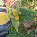 Viburnum lantana Feuille