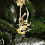 Couepia polyandra Λουλούδι