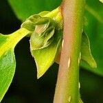 Diospyros japonica Otro