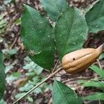 Rothmannia manganjae Fruit