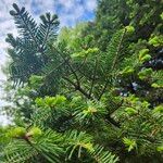 Abies balsamea 叶