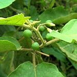 Solanum torvum 果實