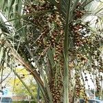 Butia capitata फल