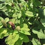 Phytolacca acinosa Libunga