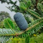 Abies densaFruit