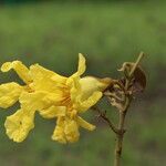Markhamia obtusifolia Flower