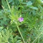 Geranium dissectumFlower