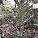 Ptilostemon casabonae Leaf