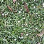 Lobelia pedunculata Habit