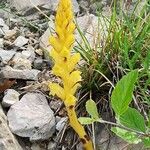 Orobanche flava Flower