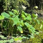 Nelumbo nuciferaList