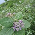 Calotropis giganteaFlower