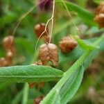 Briza maxima Fruit