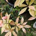 Pieris formosa Likasa