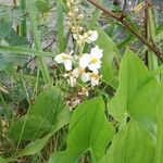 Sagittaria latifolia Fleur