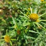 Bidens radiata Leaf