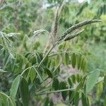 Amorpha fruticosa പുഷ്പം