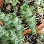 Crassula perforata Leaf