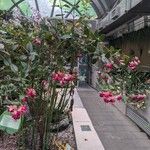 Fuchsia hybrida Hábito
