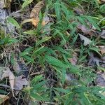 Microstegium vimineum Leaf