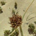 Cyperus capitatus Fruit