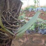 Rhipidoglossum rutilum Leaf