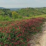 Sulla coronaria Агульны выгляд