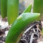 Ornithogalum balansae Levél