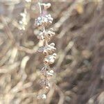 Vitex agnus-castus Fruit