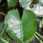 Nymphaea mexicana Leaf