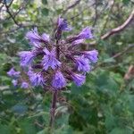 Lactuca alpina Flor