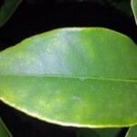 Fortunella japonica Leaf