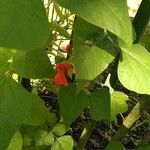 Phaseolus coccineus Flower