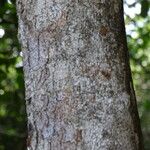 Diospyros abyssinica Schors