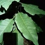 Solanum mauritianum Leaf