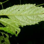 Pavonia castaneifolia ഇല