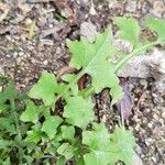 Lactuca muralis Feuille