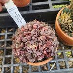 Haworthia turgida Leaf