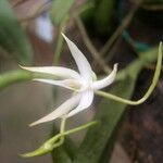 Angraecum sanfordii फूल