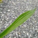 Plantago lanceolata পাতা