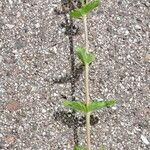 Veronica teucrium Habit