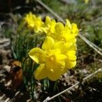 Narcissus rupicola Õis