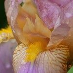 Iris germanica 其他