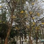 Handroanthus albus Habit