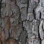 Pinus echinata Corteza