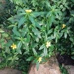 Turnera ulmifolia अन्य