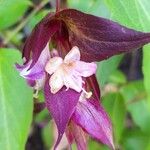 Leycesteria formosa Blüte