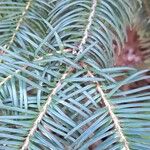 Pseudotsuga menziesii Levél